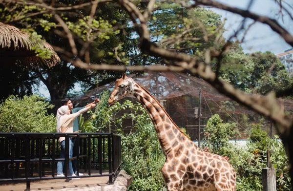 حديقة الحيوانات - Bandung Zoo 
