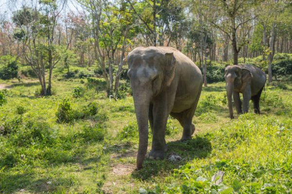 Hidden Forest Elephant Reserve 