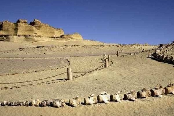 وادي الحيتان