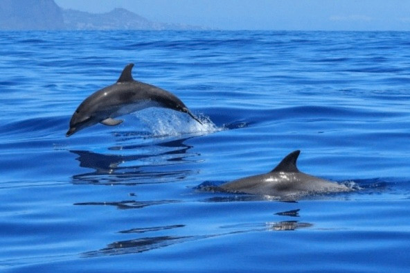 دلفين في العين السخنة