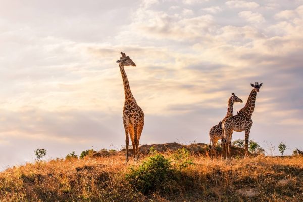 Maasai Mara National Reserve