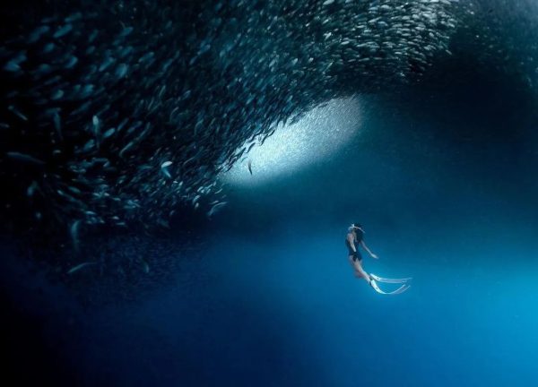 moalboal sardine run cebu