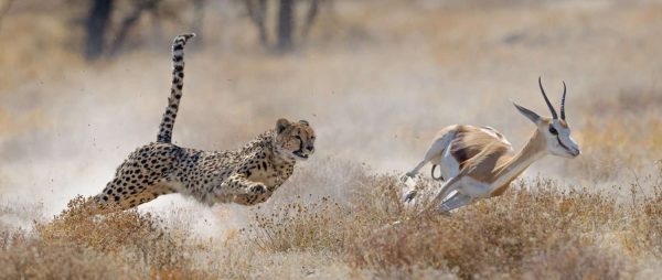 Etosha National Park
