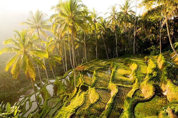 حقول الأرز - Ceking Rice Terrace