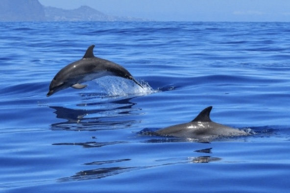 IMG_5966 دلفين في العين السخنة