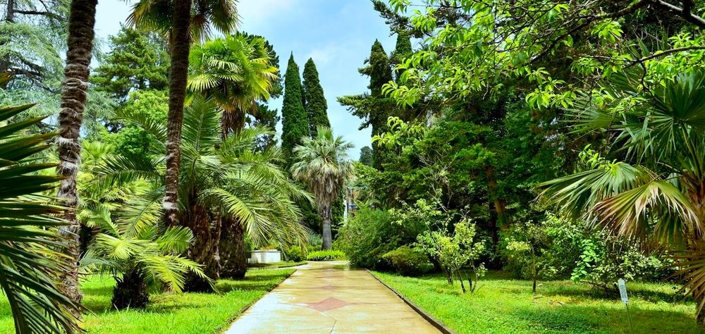 حديقة سوتشي النباتية حديقة سوتشي النباتية